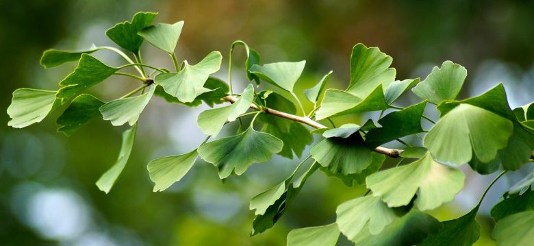 Arboretum of Chamberet