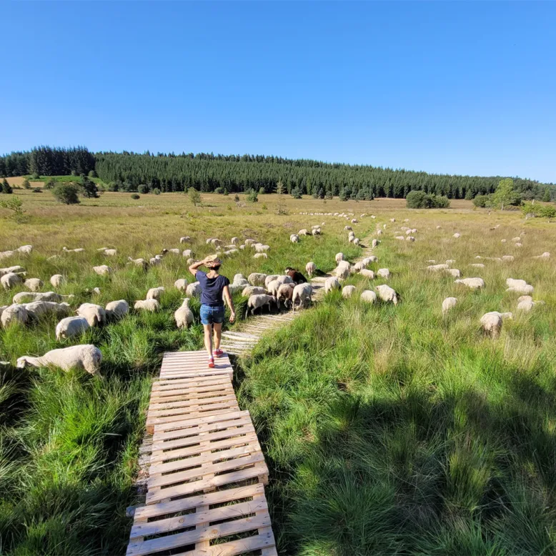 Peat bog of Longeyroux