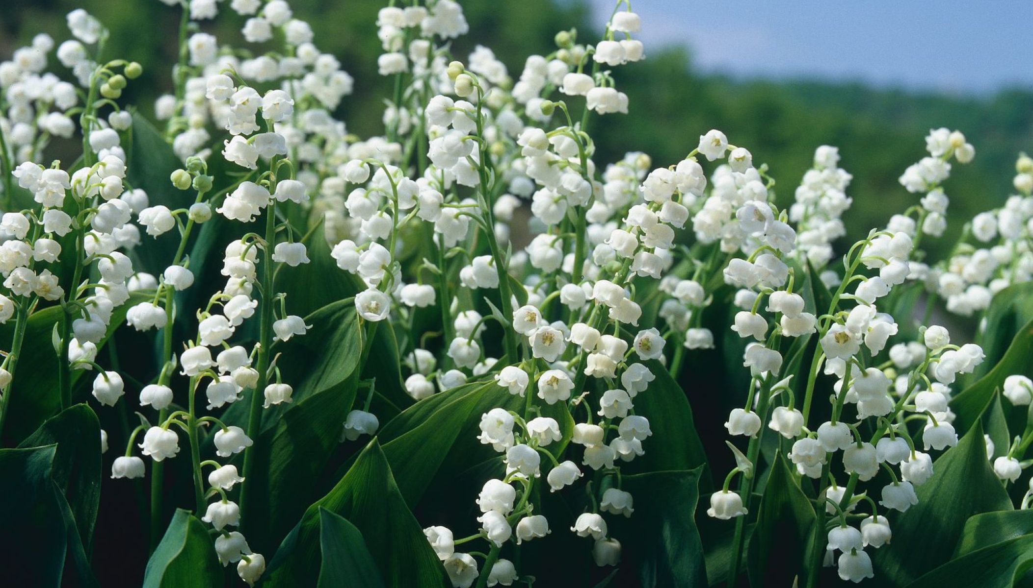 Le muguet en Corrèze, des traditions qui se préservent
