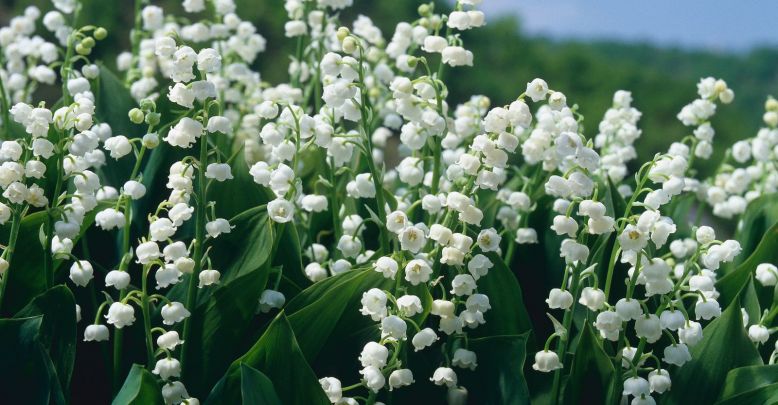 Le muguet en Corrèze, des traditions qui se pr ...