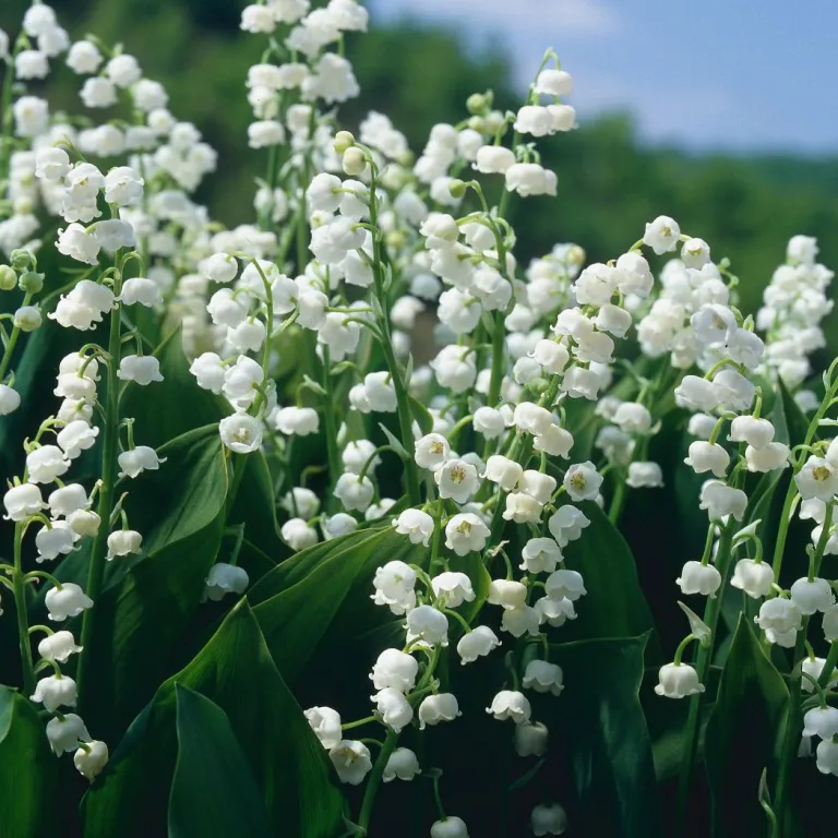Lily of the valley in Corrèze: traditions that ...