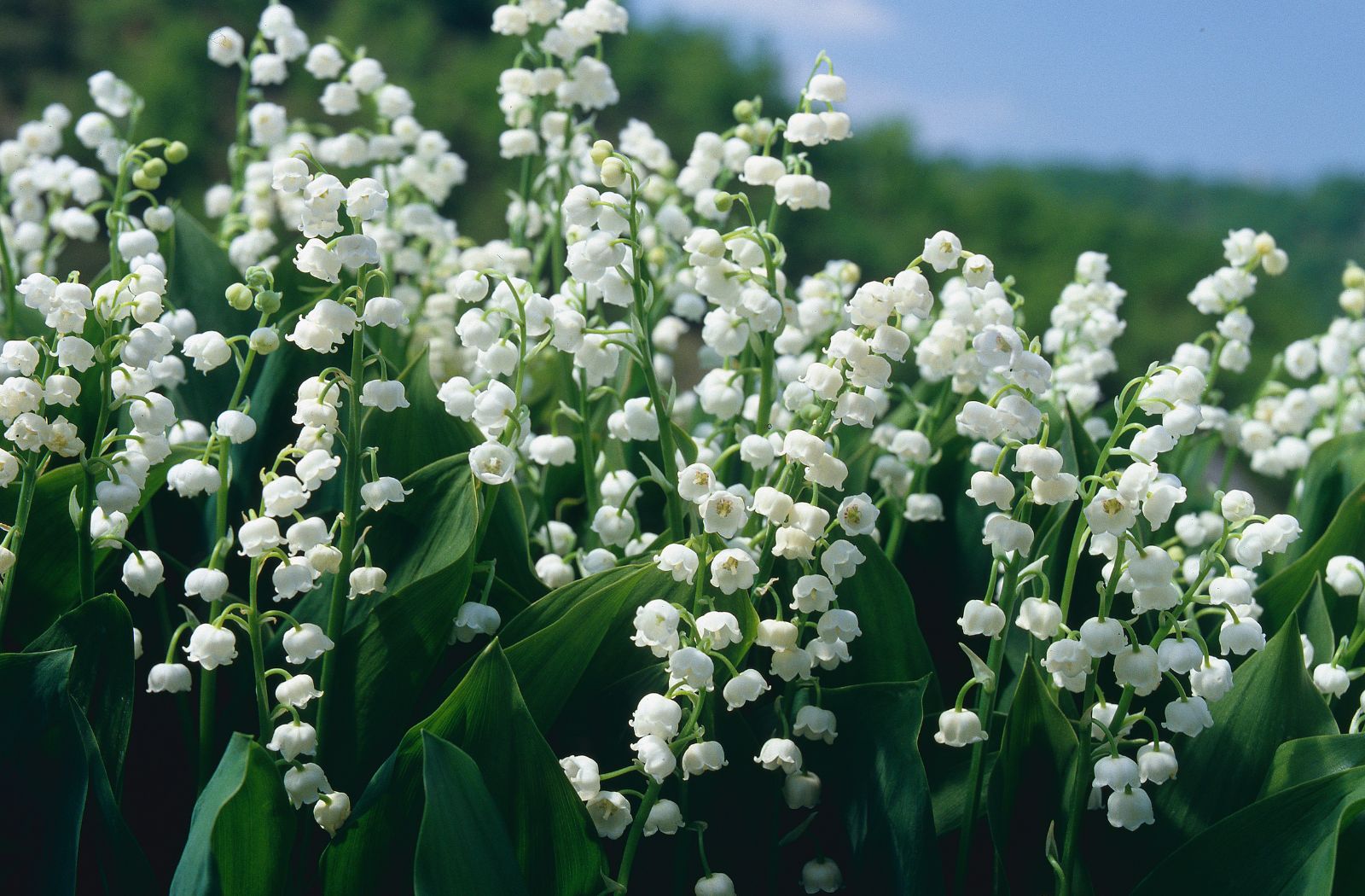 Lily of the valley in Corrèze, traditions that ...