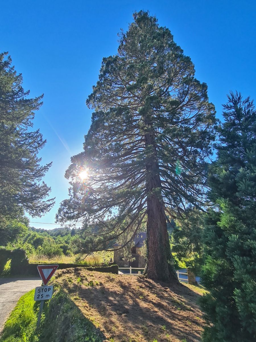 Ségur-le-Château Arboretum