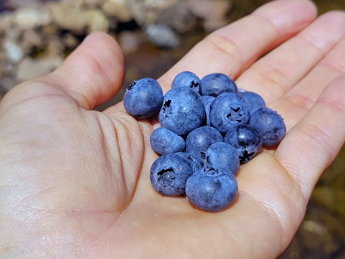 Blueberries from Corrèze