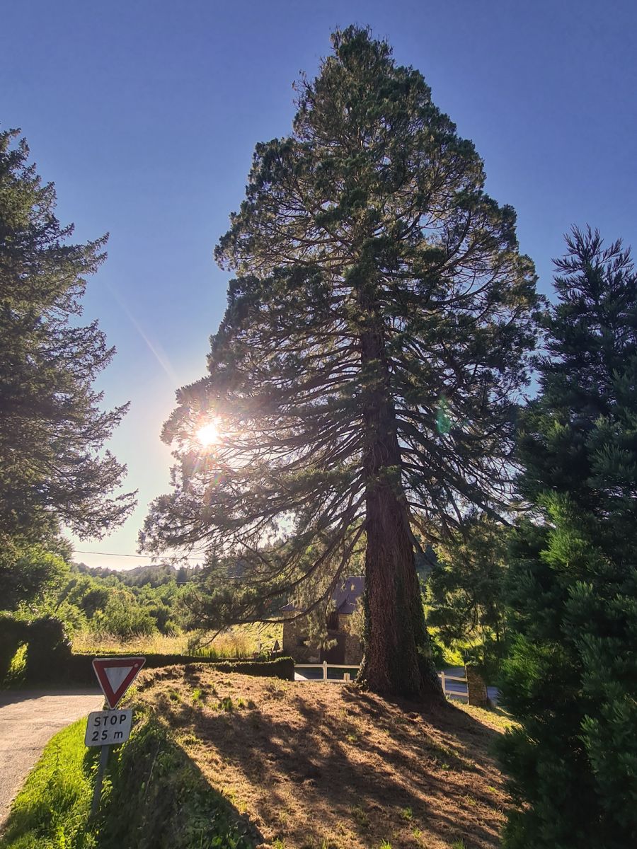 Arboretum Segur le chateau