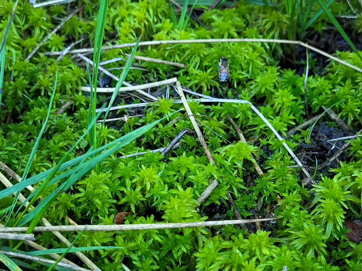 Les Tourbières de Longeroux sphaignes