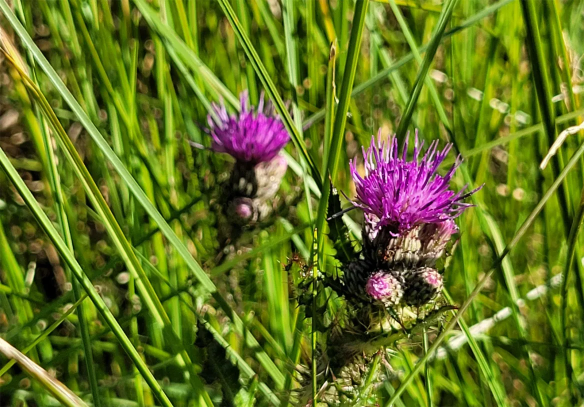 Les Tourbières de Longeroux