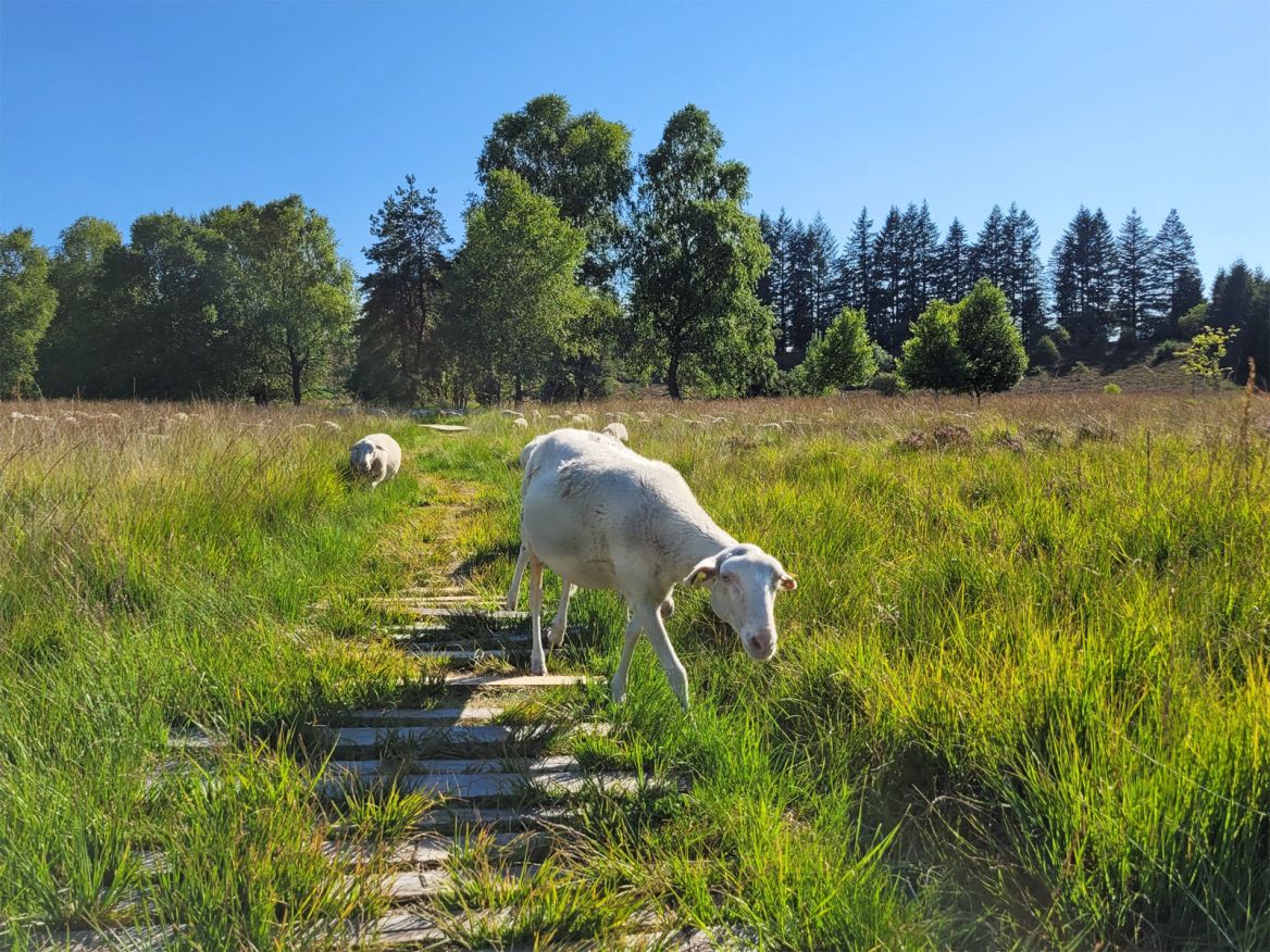 Balade dans les Tourbières de Longeyroux Guide de la Corrèze
