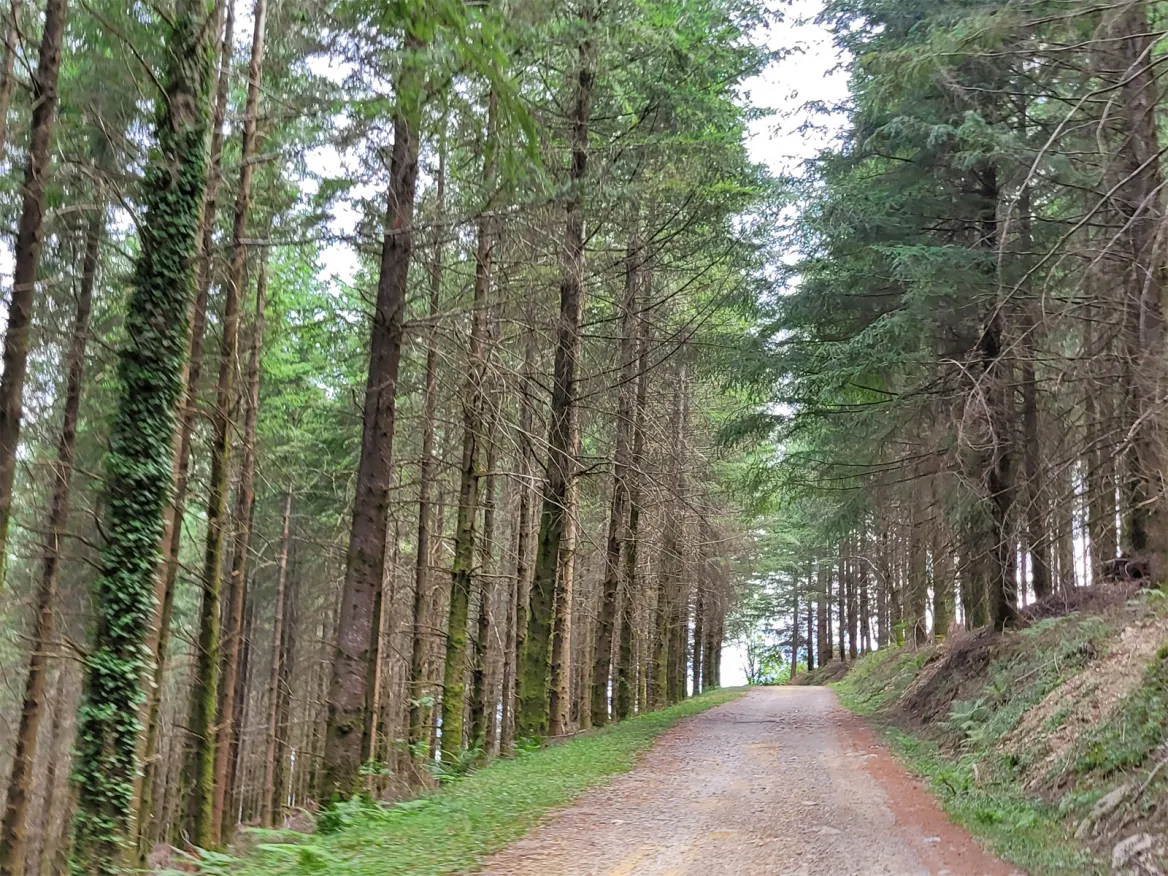 Douglaseraie