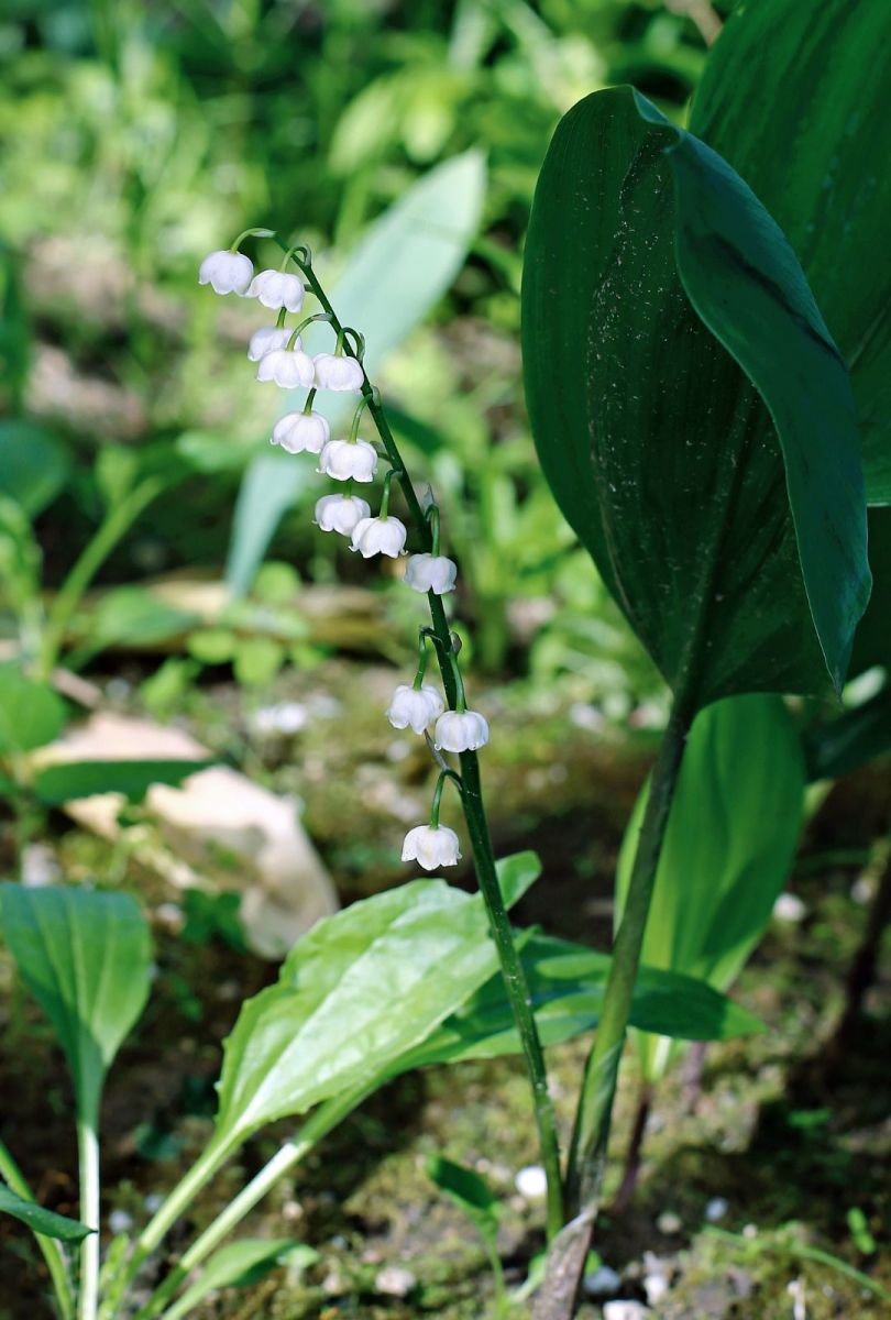 muguet corrèze