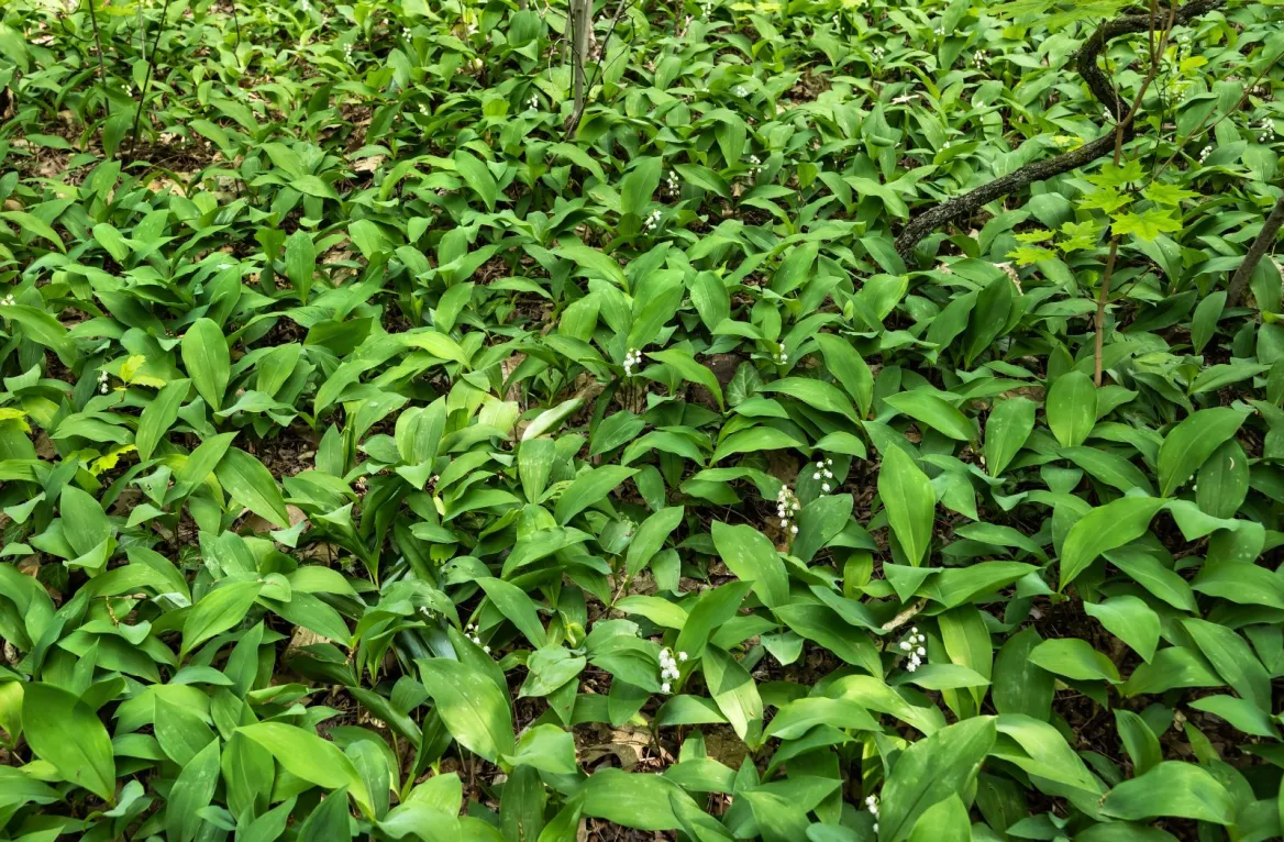 muguet corrèze