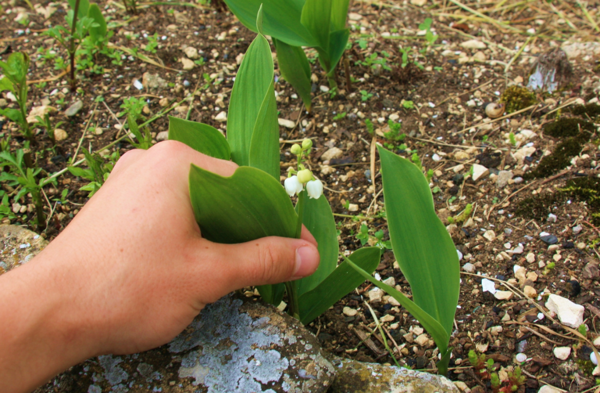 muguet corrèze