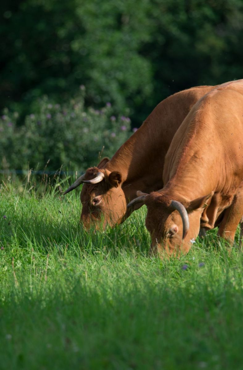 Limousin beef