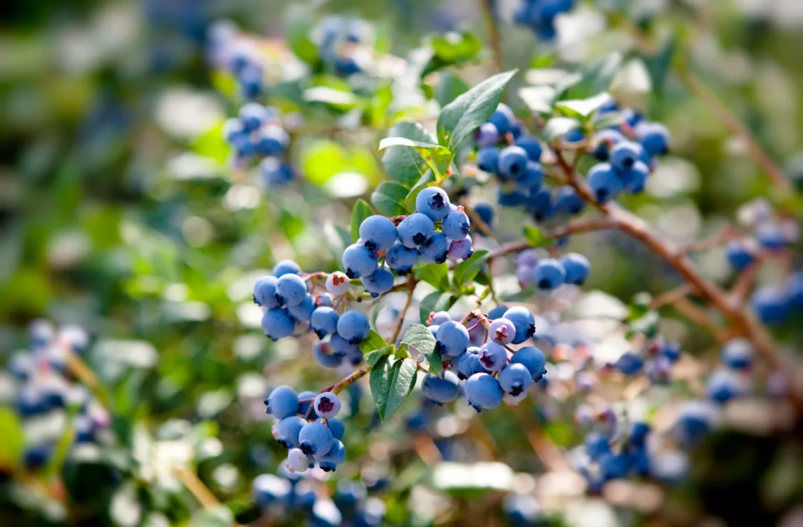 Corrèze blueberry