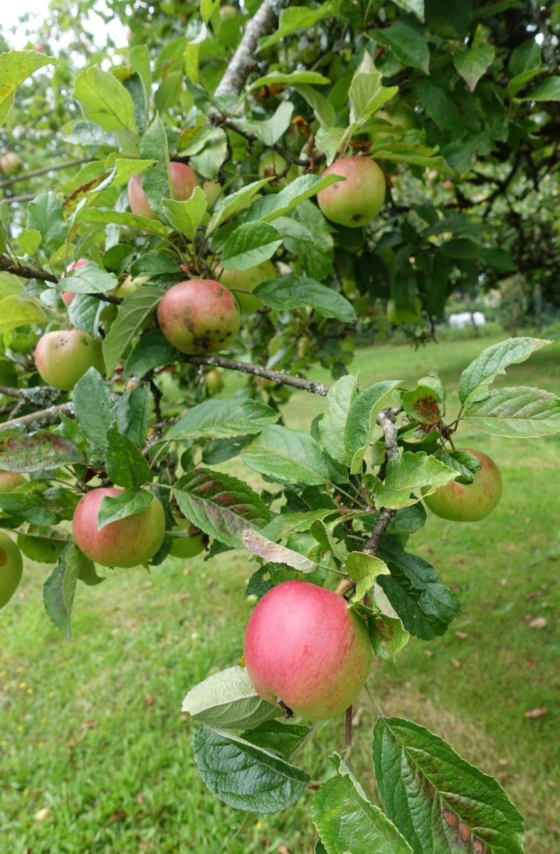 Limousin apple