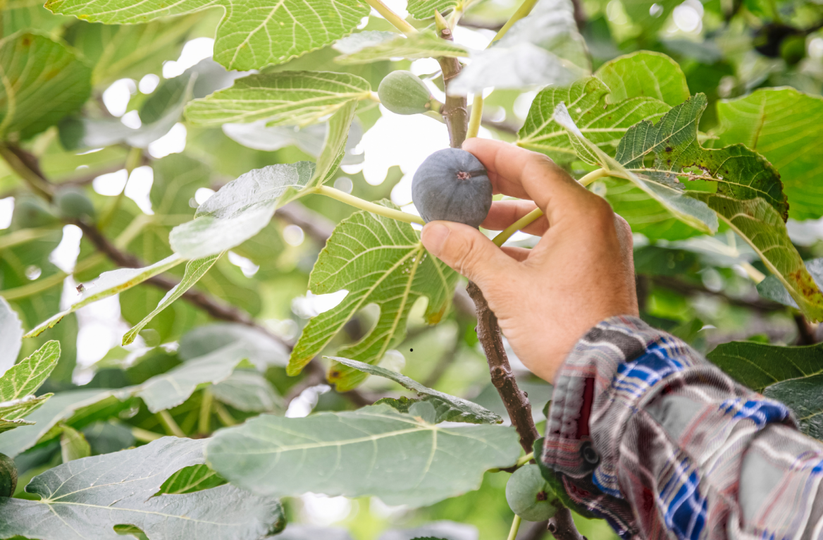 fig correze