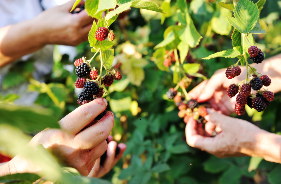 ripe in Correze