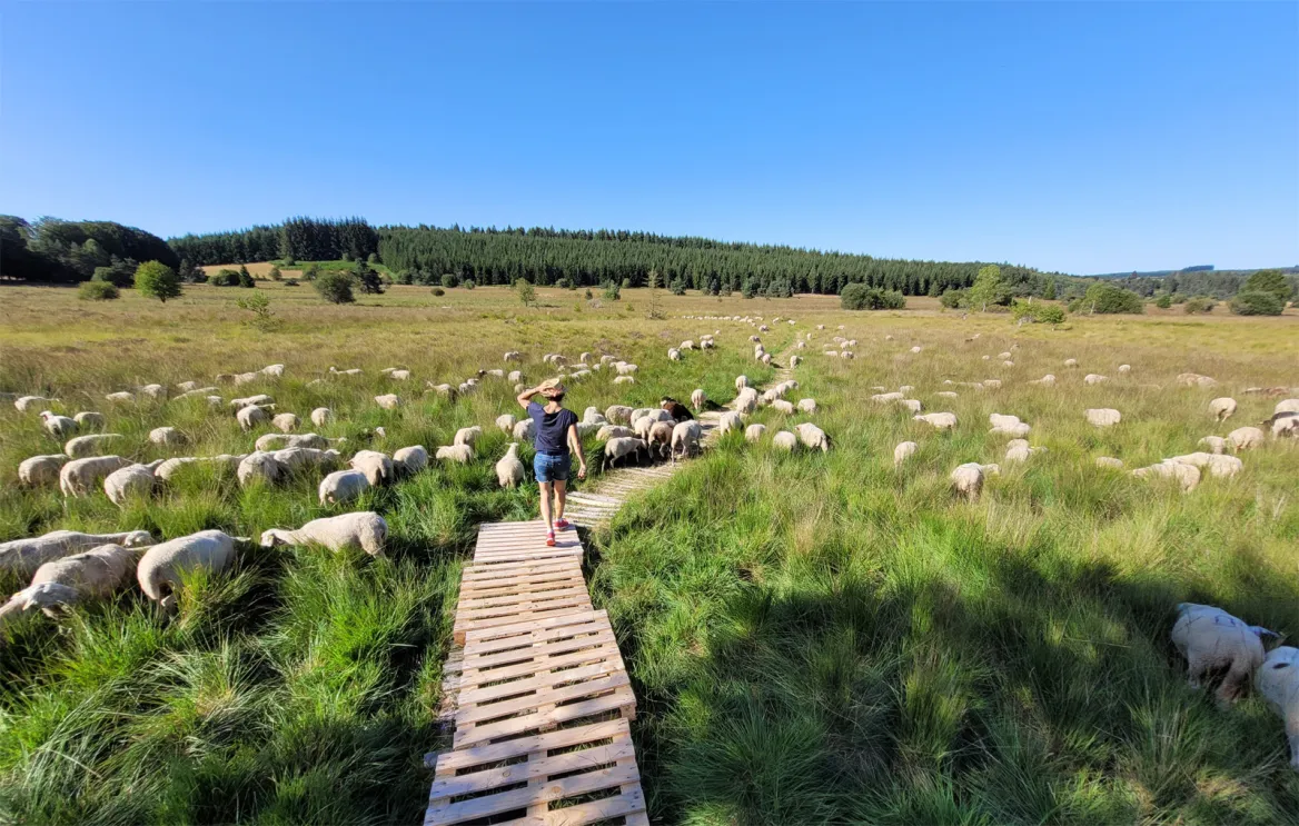The peat bogs of Longeyroux