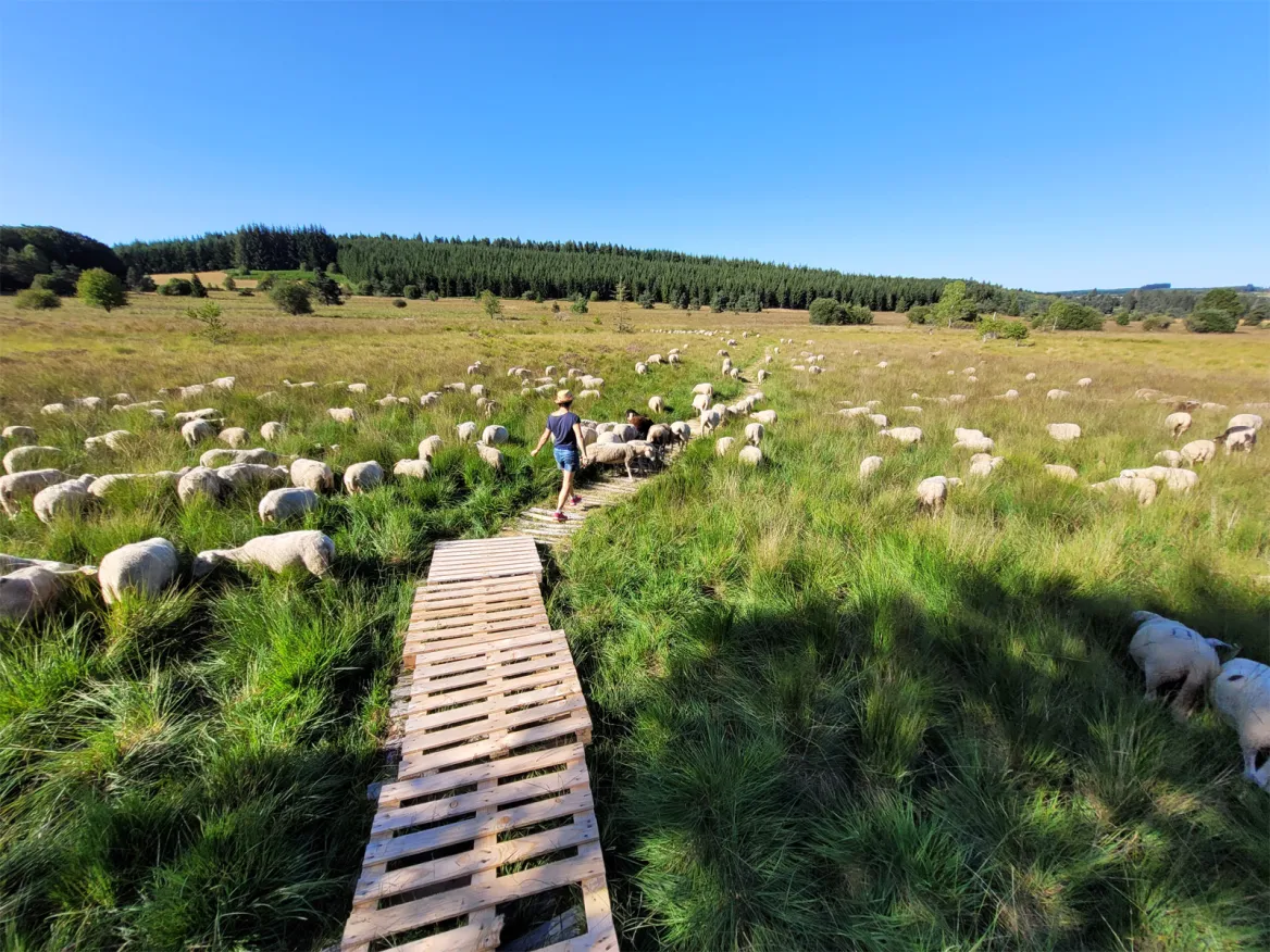 The peat bogs of Longeyroux
