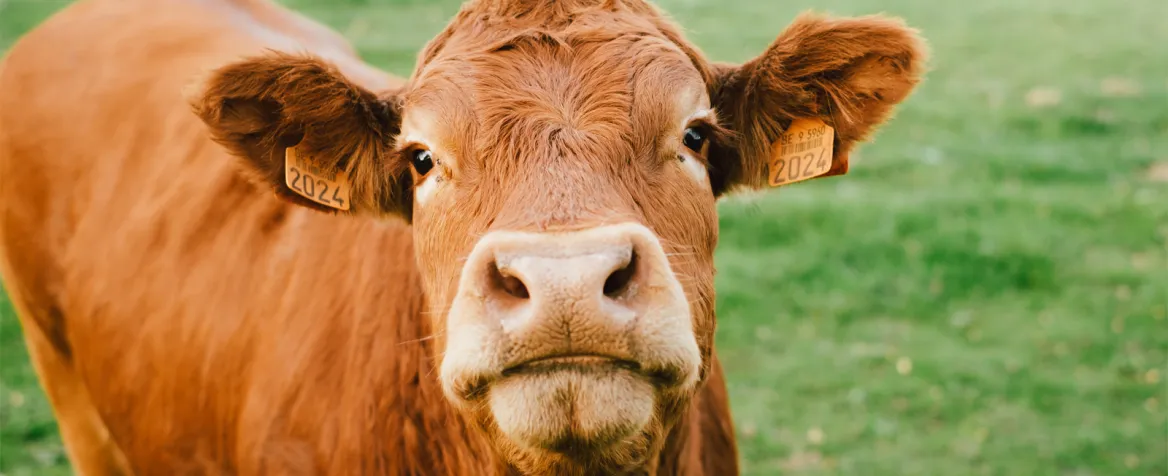 Vache Limousine Photo : AdobeStock_ Jeremy Stenuit
