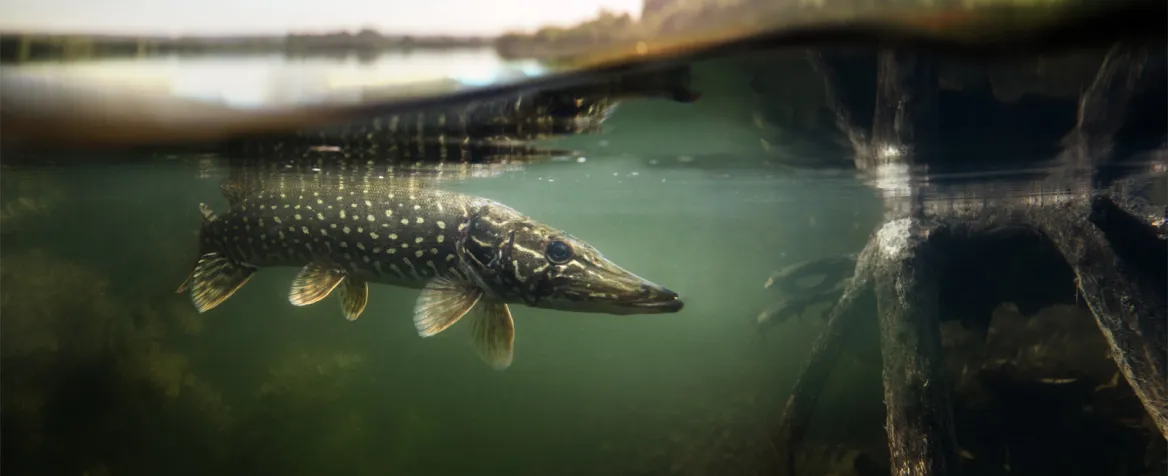 Brochet Photo AdobeStock Photo Vitaliy_melnik