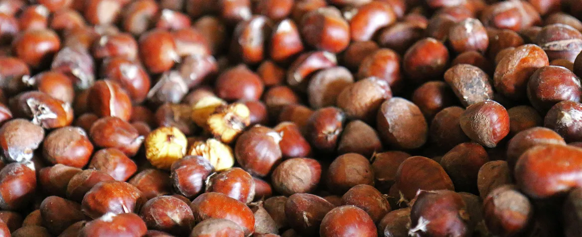 Chataignes et marrons de Corrèze