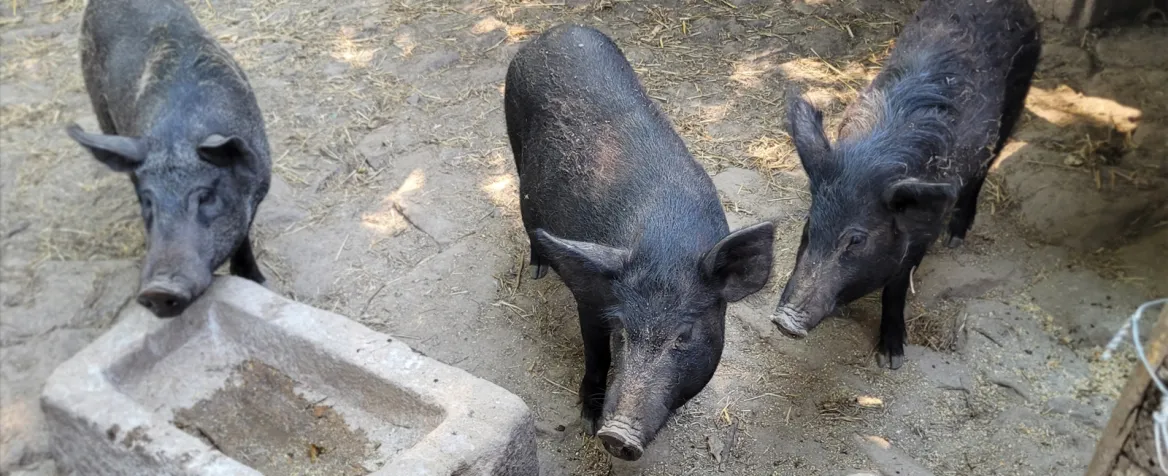Cochon cul noir