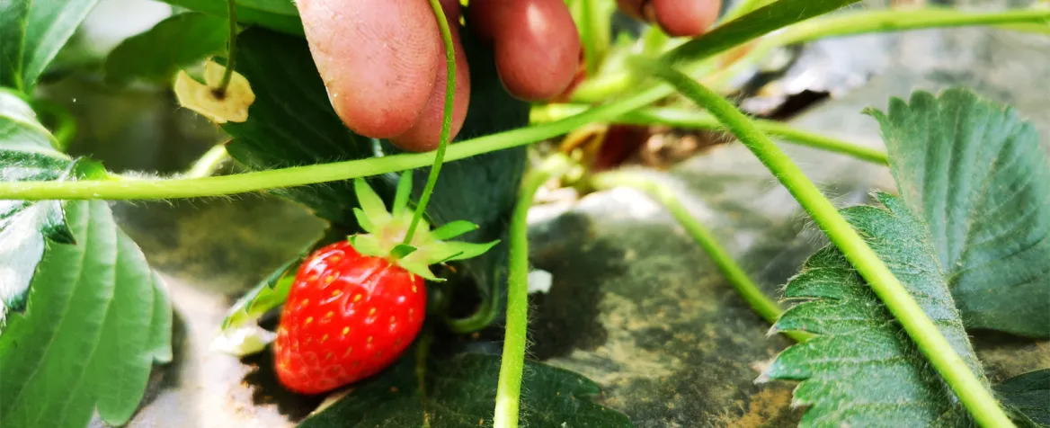 Fraises du Limousin
