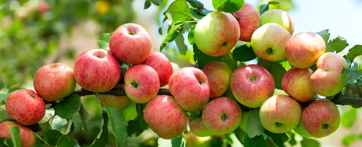 Pommes du limousin Photo : AdobeStock Nitr