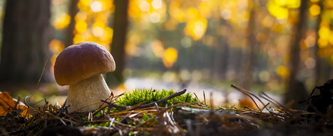 Un Cepe / photo de Romvo Adobestock